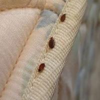 NY Bed Bug Dogs image 7